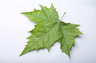 《全面战争：三国》推出游戏原声带 现已在Steam平台发售